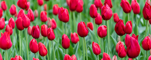 AFI Compare to Aroma Fresh Tulips by BBW® F38299 banner