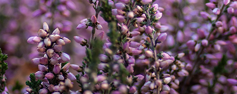 AFI Compare to Aroma Country Heather by Yankee® F20531 banner