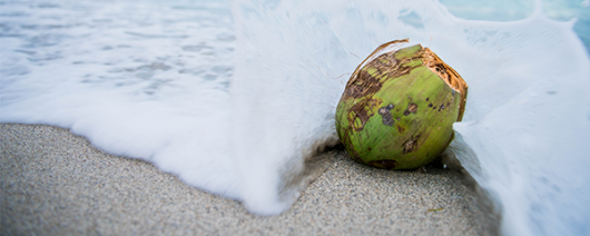 AFI Compare to Aroma Tahitian Coconut by BBW® F33981 banner