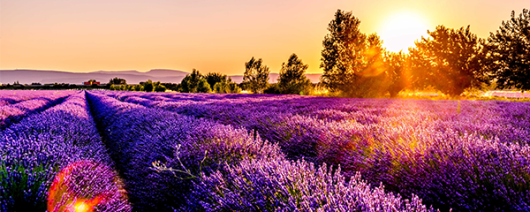 AFI Compare to Aroma Lavender Fields by Mill Creek® F29374 banner