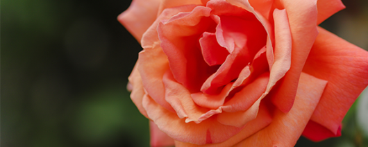 AFI Compare to Aroma Sun-Drenched Apricot Rose by Yankee® F37366 banner