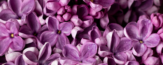 AFI Compare to Aroma Lilac by Natures Garden® F25679 banner