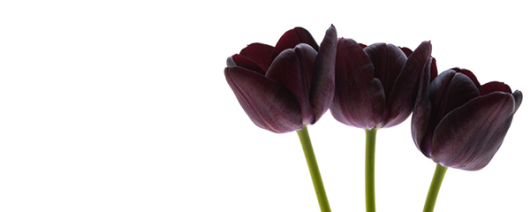 AFI Compare to Aroma Black Tulip by Nest® F42604 banner