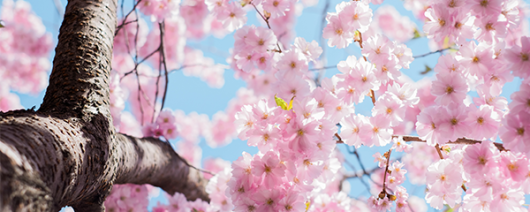 AFI Compare to Aroma Cherry Blossom by Laline® F26752 banner
