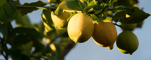 AFI Compare to Aroma Sunshine & Lemons by White Barn® F34005 banner