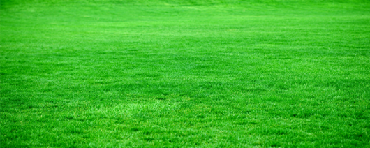 AFI Compare to Aroma Fresh Cut Grass by Yankee® F23106 banner