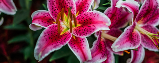 AFI Compare to Aroma Casablanca Lily by BBW® F34785 banner