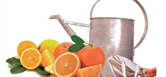 CytoFruit® Water Sweet Orange BIO 99% banner