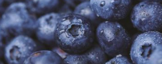 Givaudan Organics Natural Blueberry WONF Flavor (UC-6326) banner
