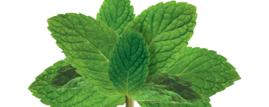 Givaudan Organics Natural Peppermint Flavor (UD-2155) banner