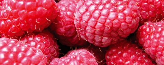 Givaudan Organics Natural Raspberry WONF Flavor (UB-7407) banner