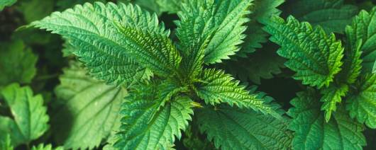 Naturex NETTLE LEAF PE 1.2 % SILICA NATURALLY OCCURING (EA843408) banner