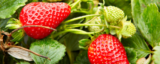 Givaudan Organics Natural Strawberry WONF Flavor (UE-610) banner