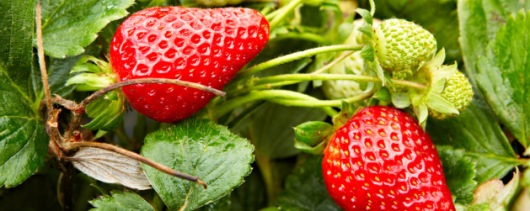 Givaudan Organics Natural Strawberry WONF Flavor (UB-7410) banner
