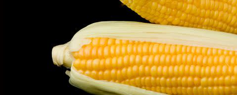 PRIMETIME Nat Sweet Corn Flavor Type (BD-10652) banner