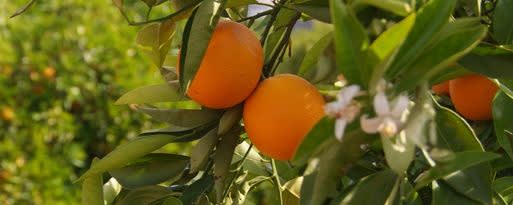 Givaudan Organics Natural Tangerine Type Flavor (UD-6261) banner