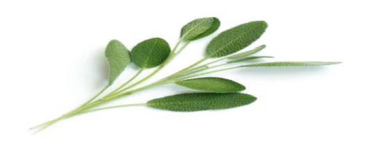 Hydroflorate® Sage Thyme Concentrate 15x banner