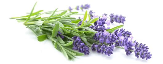 Ayali Group Lavender Essential Oil banner