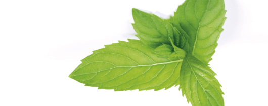 AYALI GROUP Mentha Piperita Essential Oil banner