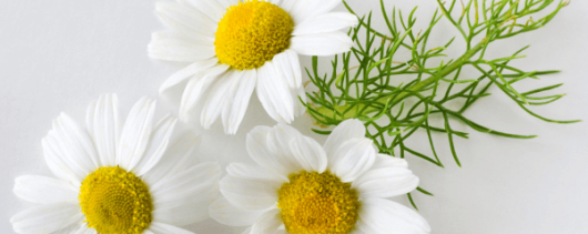 Ayali Group Chamomile Roman Essential Oil banner