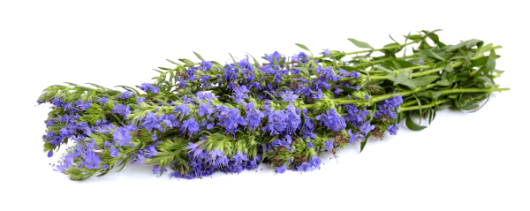 AYALI GROUP Hyssop Essential Oil banner