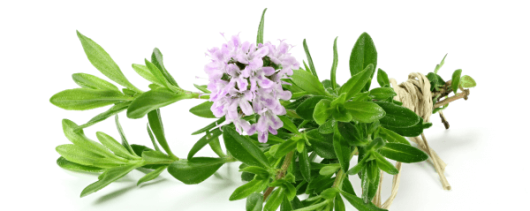 AYALI GROUP Thyme Essential Oil banner