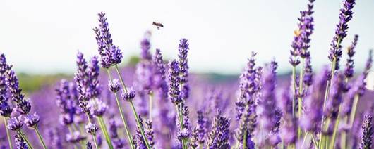 Berkem Organic lavender floral water (R0659) banner
