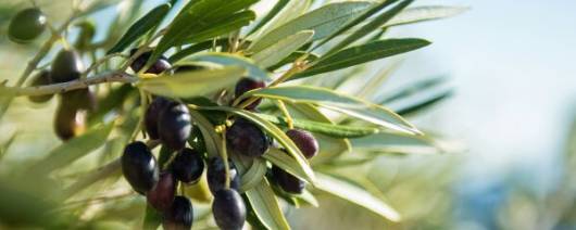 Berkem Organic Olive extract (R0581) banner