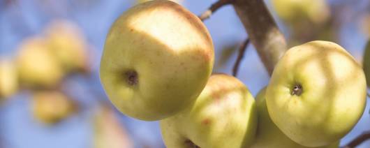 Dolce Foglia (Sweet Leaf) GoldenGate Apple banner
