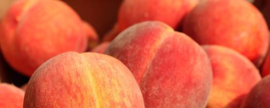 Dolce Foglia (Sweet Leaf) Peach Please banner