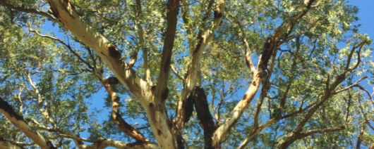 NAP Eucalyptus Smithii Oil banner