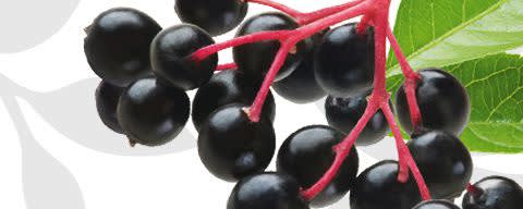 Flavor Producers Organic Elderberry Flavor WONF (≥95% Organic Content) (ELF1090) banner