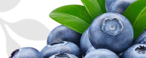 Flavor Producers Organic Blueberry Flavor WONF (≥95% Organic Content) (ELF1070) banner