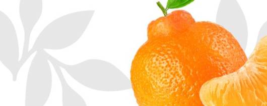 Flavor Producers Natural Sweet Orange Tangelo Flavor WONF (ELF1110) banner