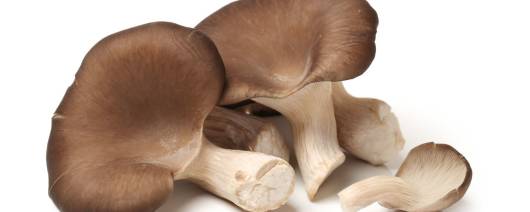 Nammex Oyster Mushroom Extract 1:1 banner