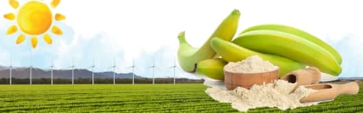 Dole Speciality Ingredients Green Banana Powder banner