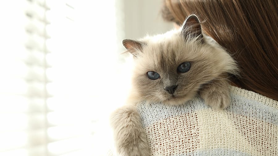 Pet Care