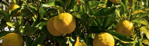 Natural Yuzu FL WONF SD (7237138) banner