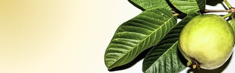 Bioptimized™ Guava banner