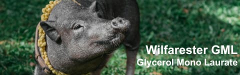 Wilfarester GML banner