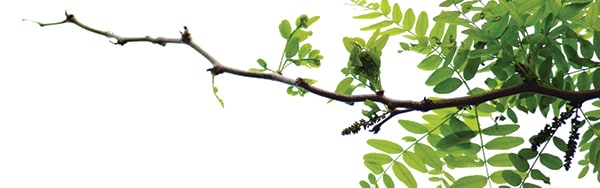IncaTara banner