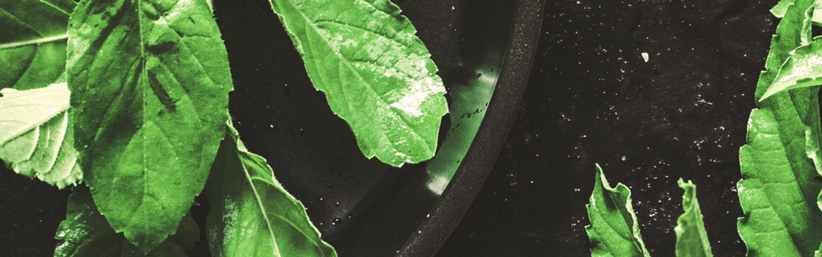 Basil Garnish PC Fragrance (2161066) banner