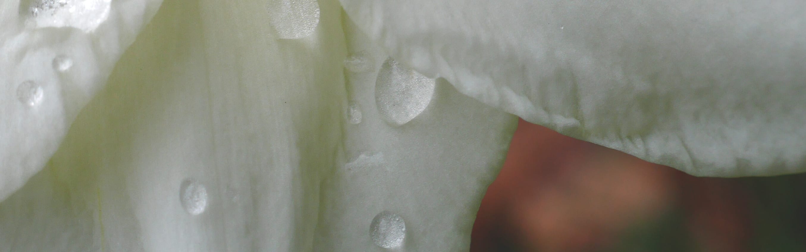 Rainlily PC & Candle Fragrance (2160986) banner