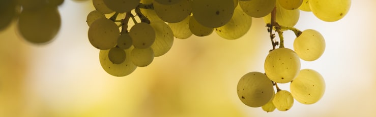 Orchidia Fragrances Natural Sauvignon Blanc (ORC2302132) banner