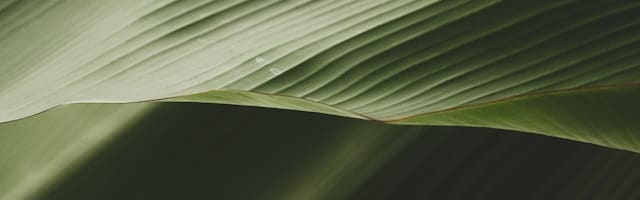 Hinoki Leaf Fragrance (Natural Version) (ORC2402122) banner