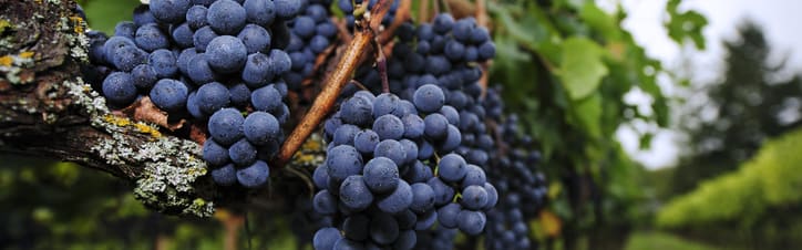 Orchidia Fragrances Natural Merlot Fragrance (ORC2302096) banner