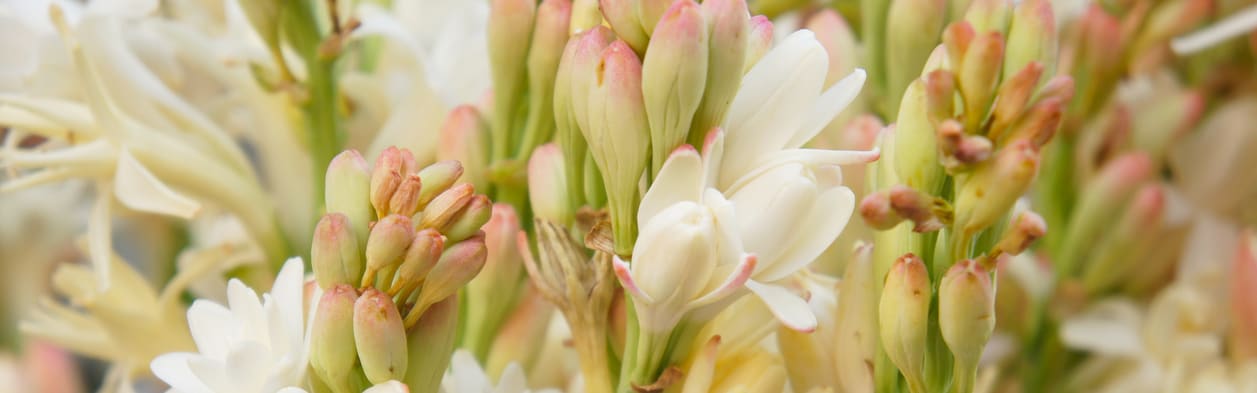 Orchidia Fragrances Tuberose Blush (ORC2301851) banner