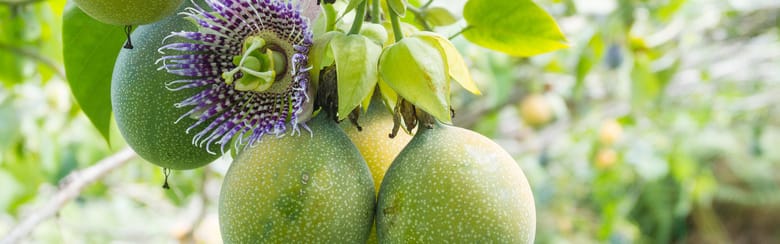 Callisons Passionfruit Flavor, NAT WONF WS (104503) banner