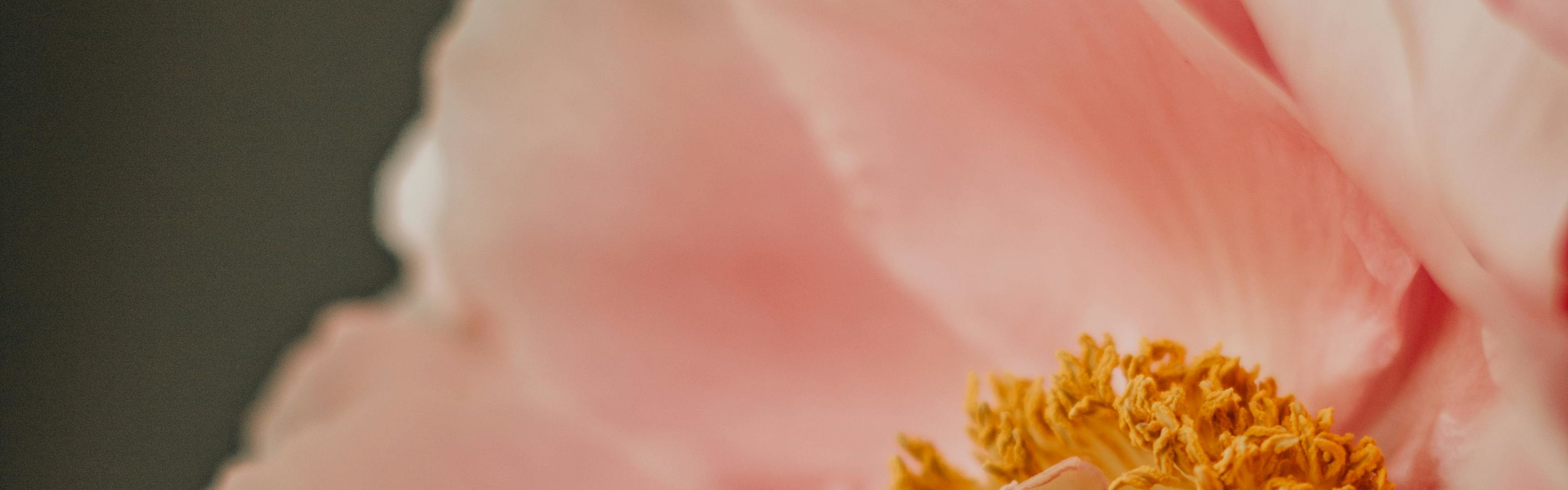 Orchidia Fragrances Strawberry Peony (PC) (ORC2400684) banner