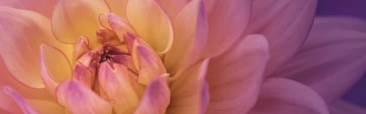 Orchidia Fragrances Dahlia Blooms Fragrance (PC) (ORC2102802) banner